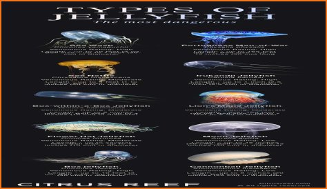 Jellyfish Are